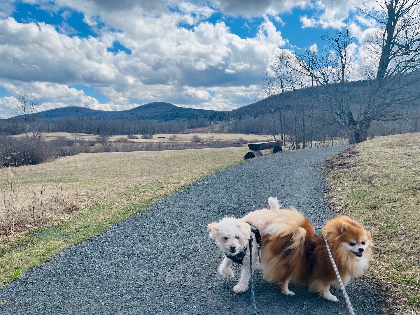 Windham Path New York Dogs